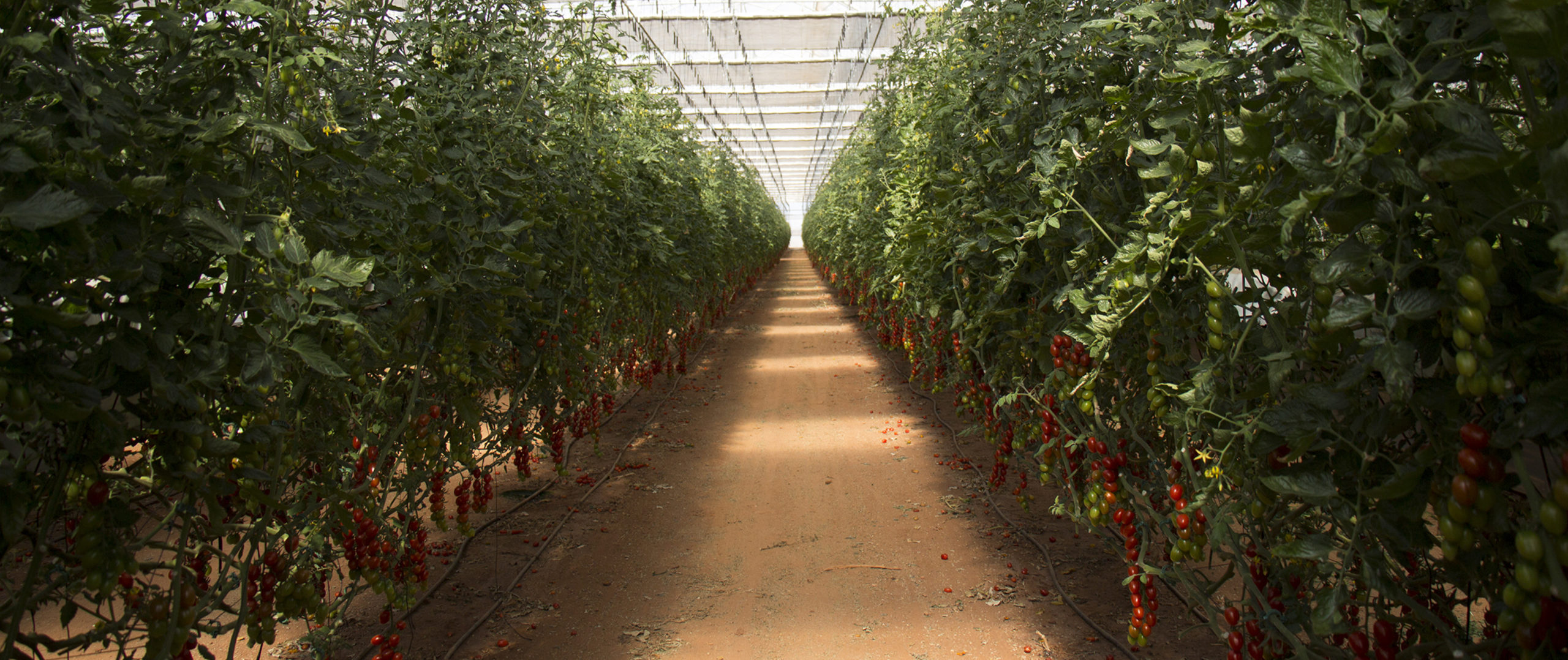 cultivos de tomates